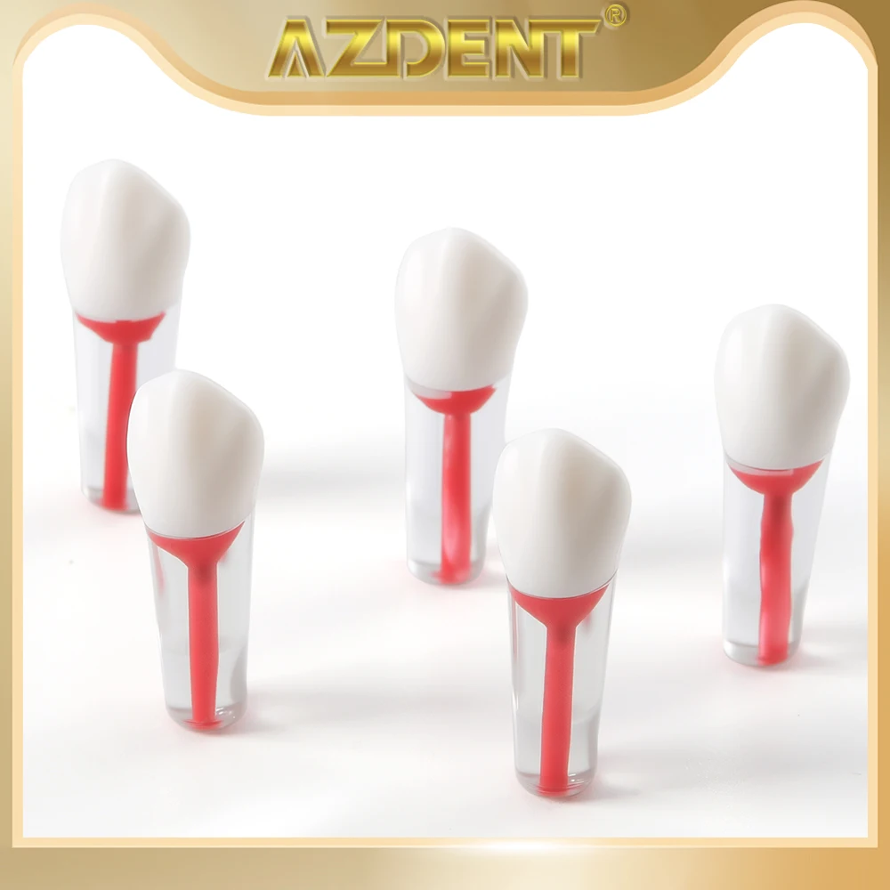 

5Pcs AZDENT Dental Endo Teeth Model Root Canal Block Training Endodontic RCT Practice Pulp Resin Tooth Study Teaching Tools