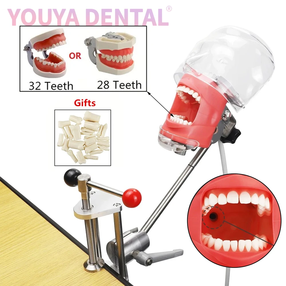 

Dental Simple Head Model Clamp Table Phantom With Tooth Model Suitable For Medical Teaching Practice Training Dental Equipment