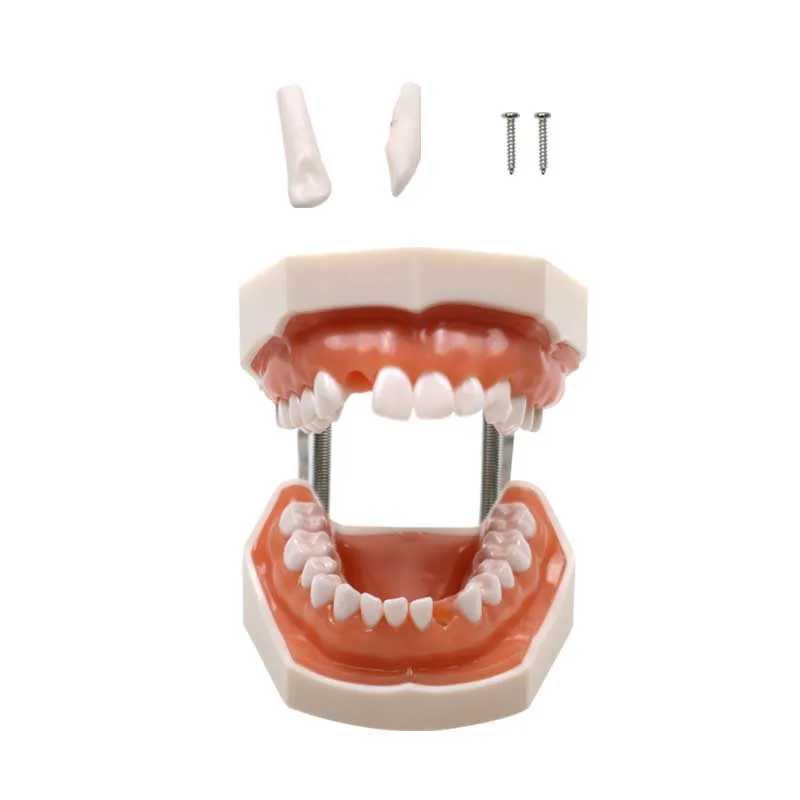 Dental Model Teeth Teaching Model Removable Tooth Dentistry Technician Practice Training Studying Typodont Models Dentist Tools