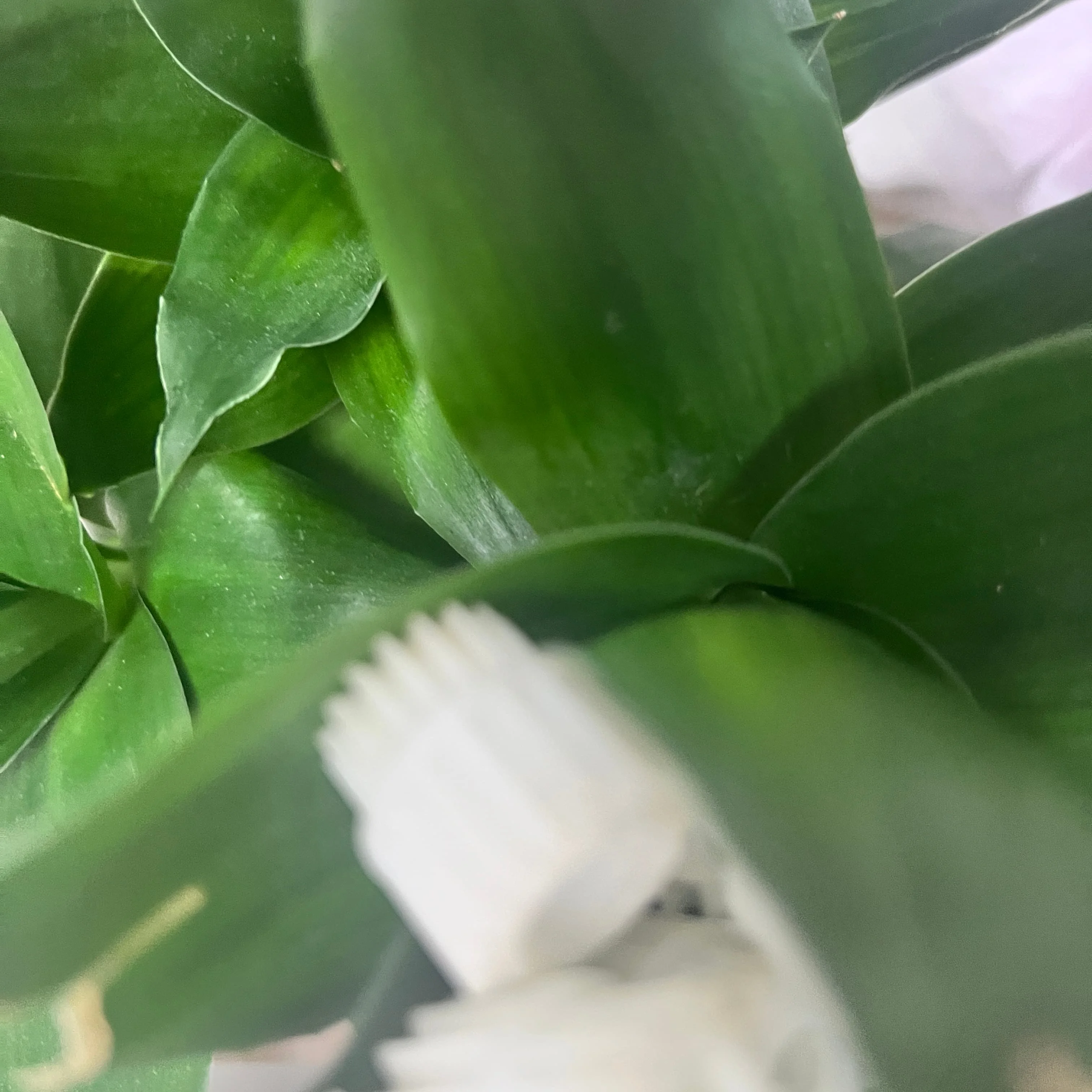 

1PCS LY9007 Ejector Gear for Brother HL-2260 HL-2320 2560 2365 2560DN 2260D 2320 DCP-L2520 2540 2740 7080 7180 7380 MFC-l2700