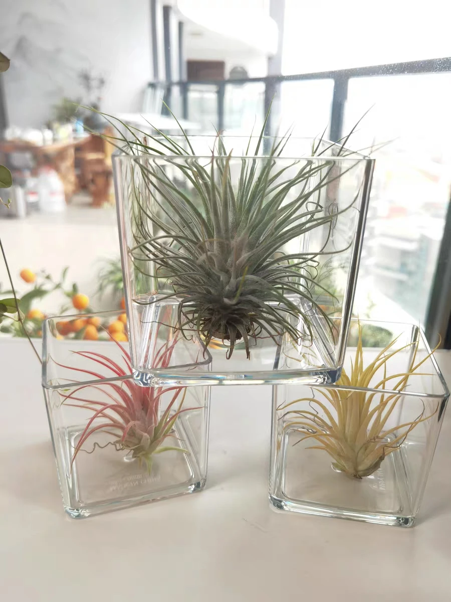 

Cube Acrylic Fully Transparent Display Box, Integrated 5-Sided Multifunctional Storage Box, Indoor Vase, And Water Storage Box