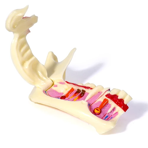 Imagen 2 del producto Modelo de Descomposición Mandibular Lateral Gingival Inferior, Herramienta Quirúrgica Abrible para Demostración Anatómica y Enseñanza Dental