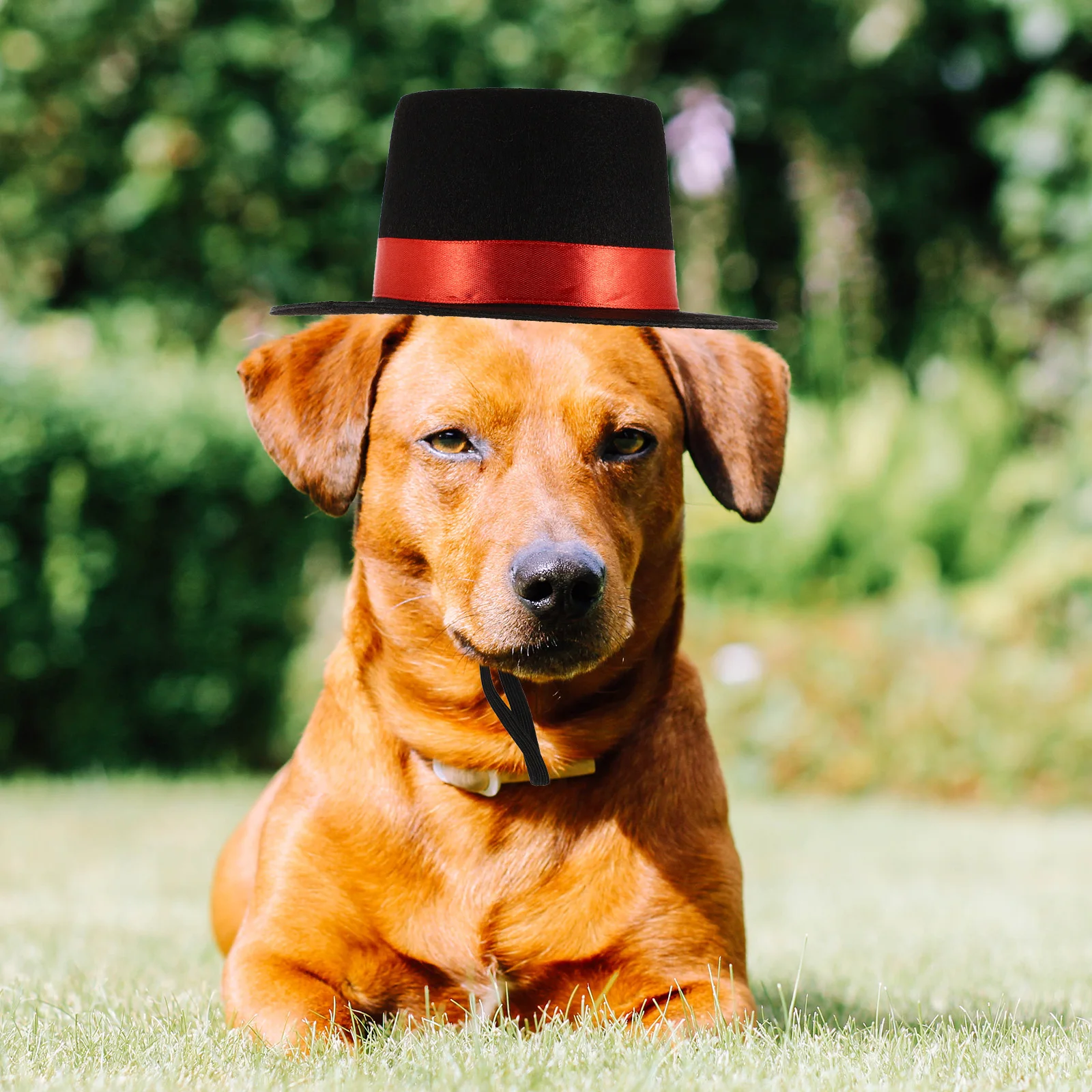 

Hat Lovely Pet-Tops Hat Premium Non-Woven Durable Decorative Party Festival Photo Prop Lovely -Hat