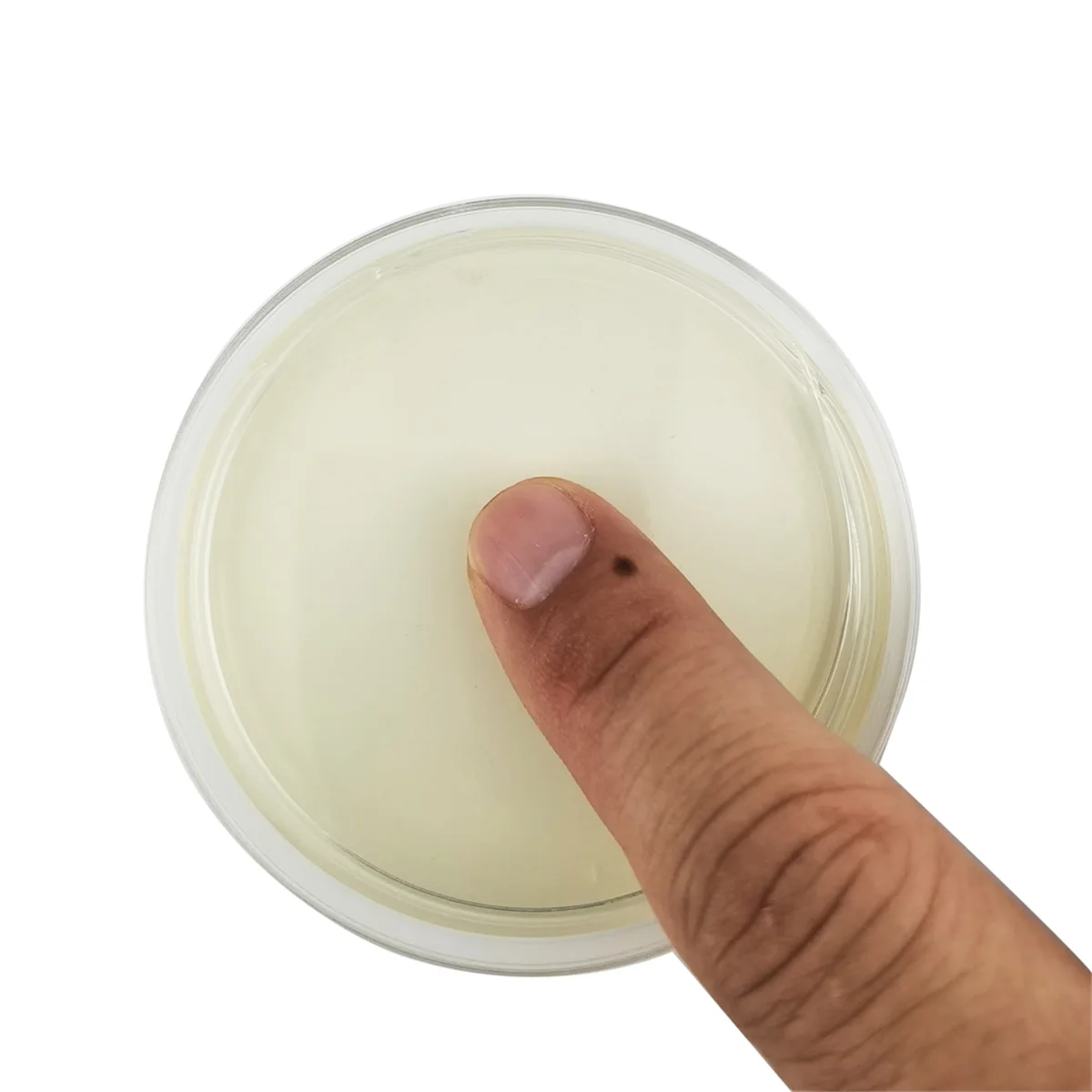 Potato Dextrose Agar Petri Dish Bacterial Petri Dish for Mushrooms, Home Test Kit or Science Fair Project, 10PCS