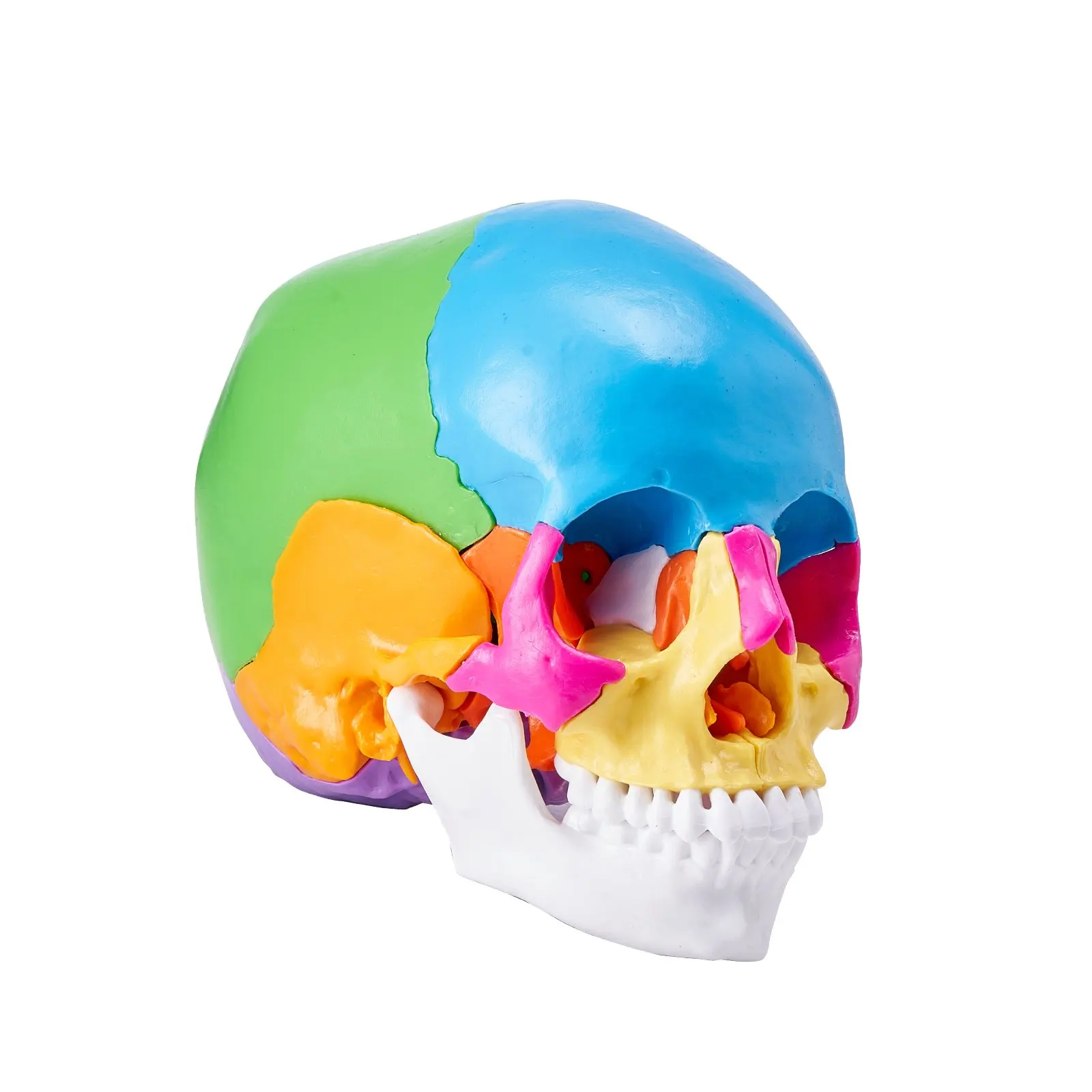 

Human Skull Model, 22 Parts Human Skull Anatomy, Life-Size Painted Anatomy Skull Model, PVC Anatomical Skull, Detachable