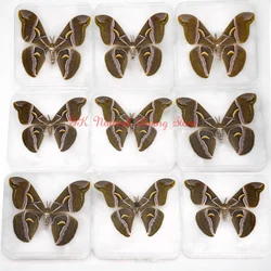 Wholesale Real Insect Specimens Samia wangi A1- 1/3/5/10Pcs in Transparent Box Can Be Removed To Display Collection Gift