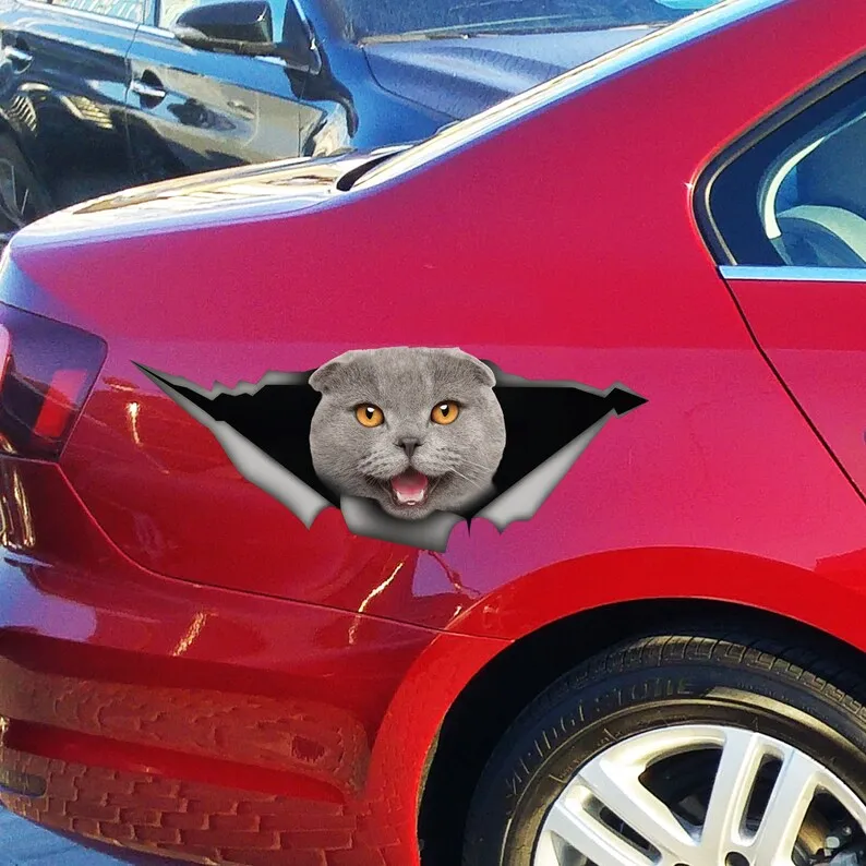 Grey scottish fold car sticker, cat car decal, scottish fold magnet