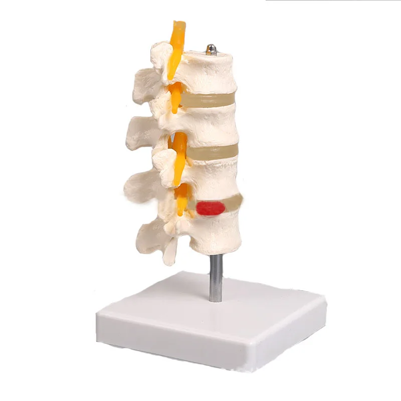 Human Anatomical Lumbar Vertebral Spine Anatomy Skeleton Model School Educational Medical Teaching Model Tool