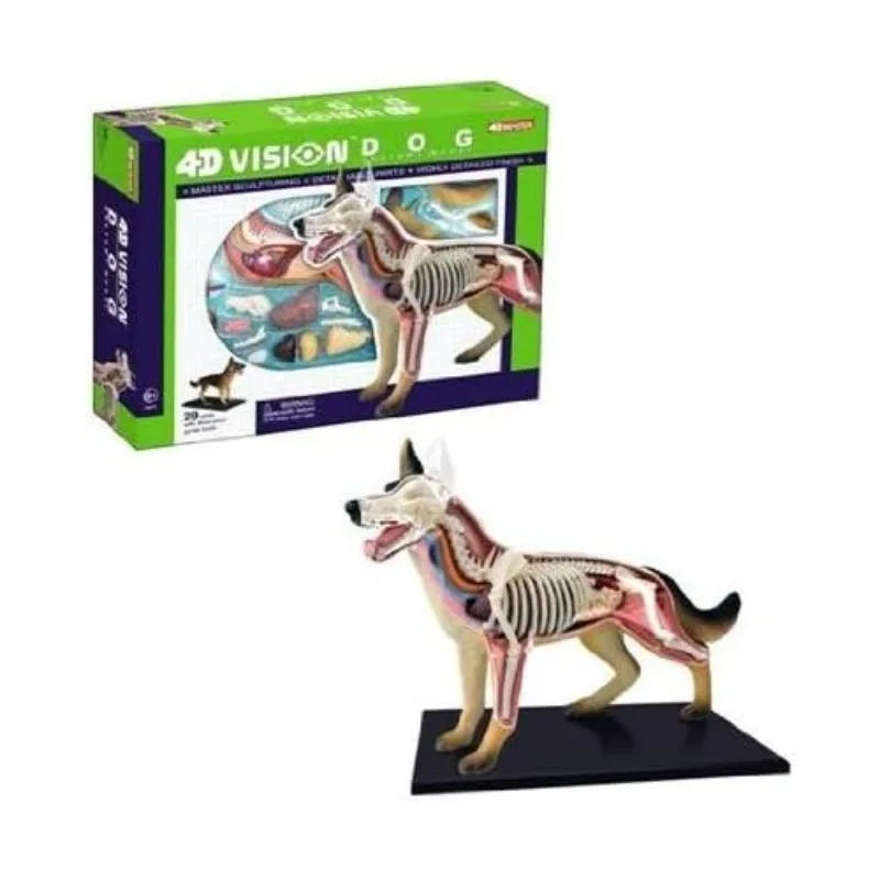 Modelo de anatomía de perro 4D Vision