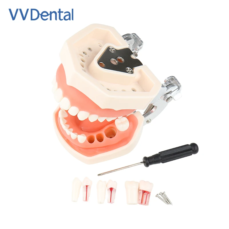 28/32pcs Dental Teeth Model Teaching Model Soft Gum Teeth Resin Typodont Teeth Model for Dentist Practice Studying Dentist Tools