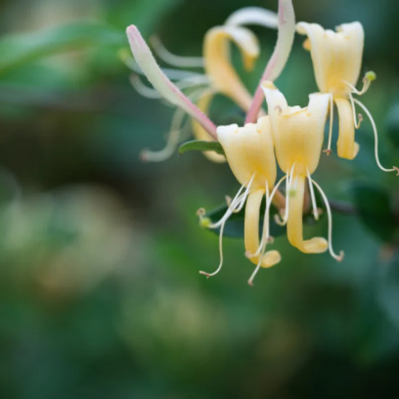 

1Set Replacement Aluminum Alloy Steering Built-in Spring Set For Trxs E-Revo VXL 2.0 Brushless (86086-4) For Summit (56076-4)