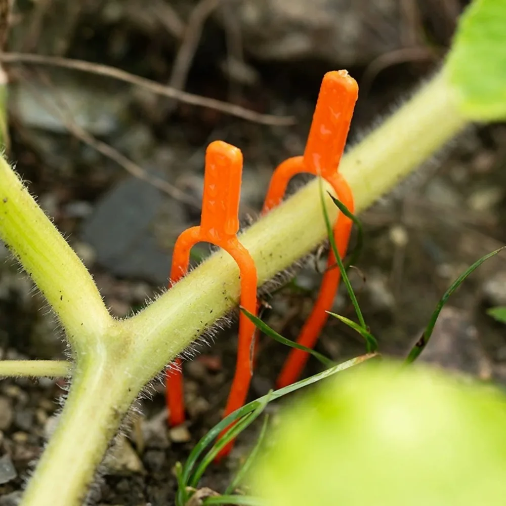 50pcs Plastic Plant Fastening Clips Strawberry Planting Fork Horticultural Supplies Fixed Plant Rooting & Seedling Raising Tools