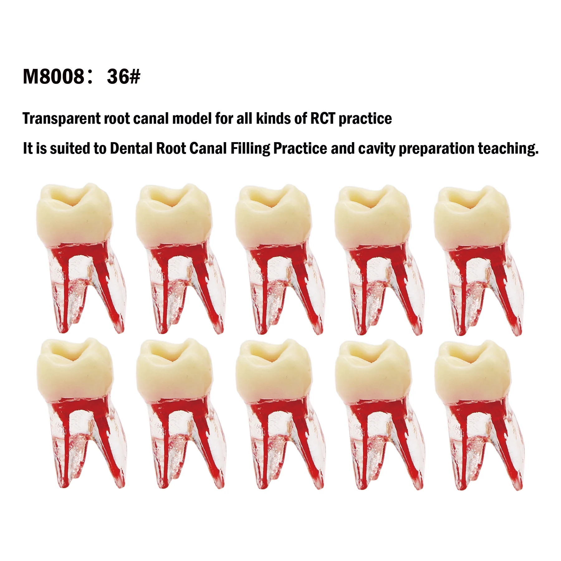 

10Pcs Dental Endo Root Canal Teeth Study RCT Practice Model Kilgore Nissin Type For Cavity Preparation Filling Teaching 36#