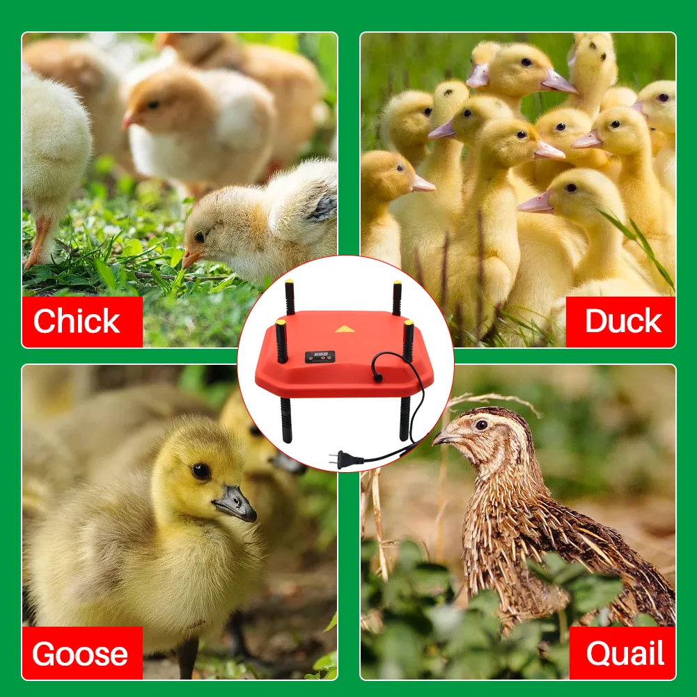 حاضن الفرخ الكهربائي لوحة التدفئة قابل للتعديل ارتفاع الفرخ الدجاج دفئا قابل للتعديل الفرخ حظيرة سخان متحكم في درجة الحرارة