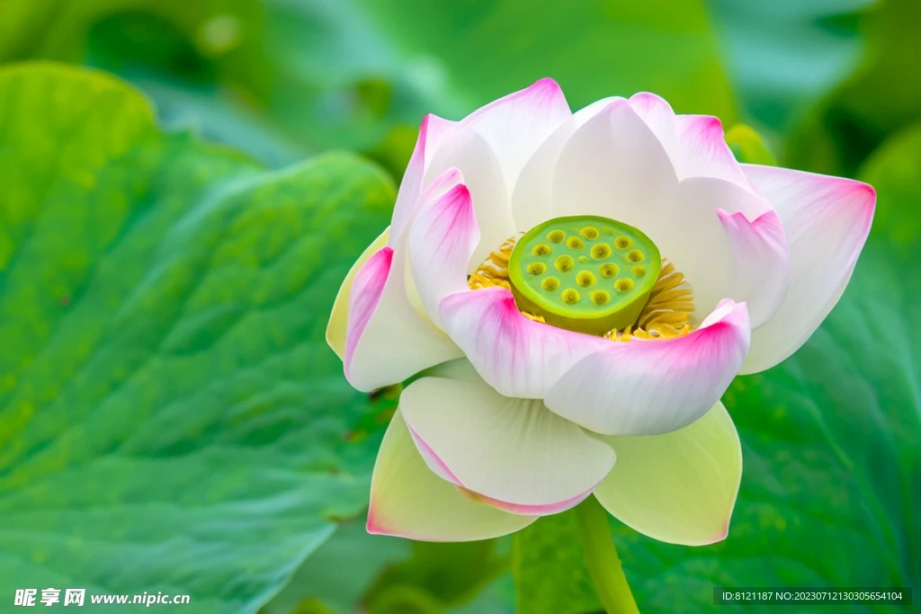 

Синяя крышка радиатора для бесщеточного электродвигателя RC-моделей + вентилятор охлаждения для радиоуправляемых машин HSP 1:10, для двигателей размеров 540, 550, 3650