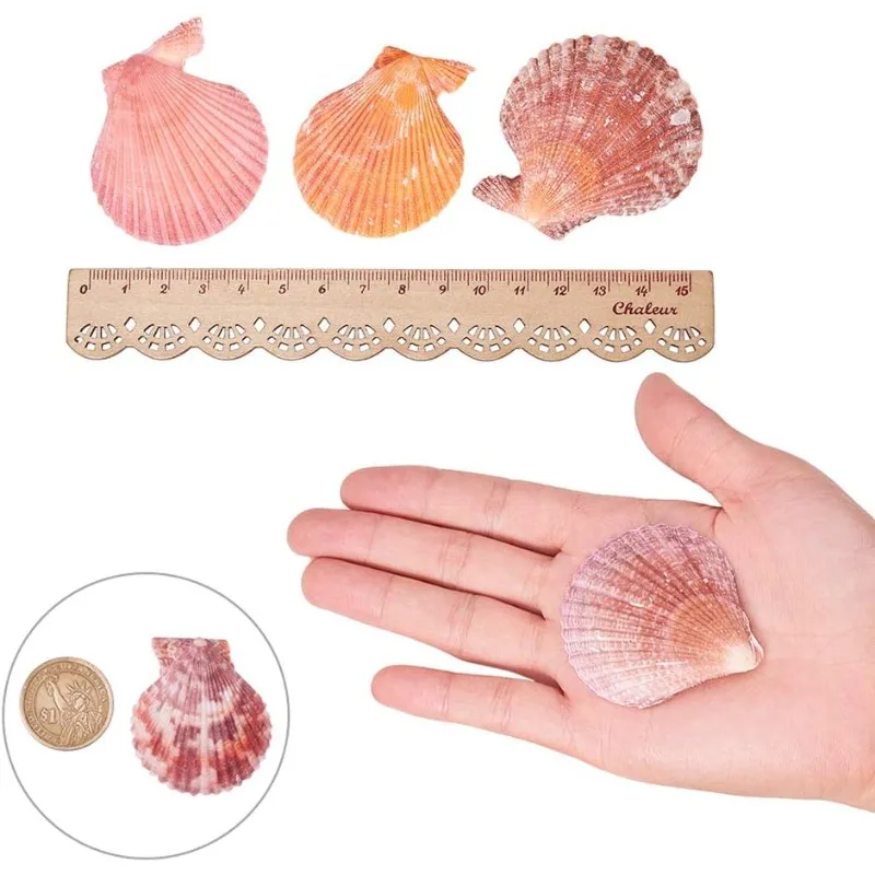 25pcs Undrilled Scallop Shells Natural Sea Shell Beads Mixed Color for Jewelry Making, Home & Party Decor