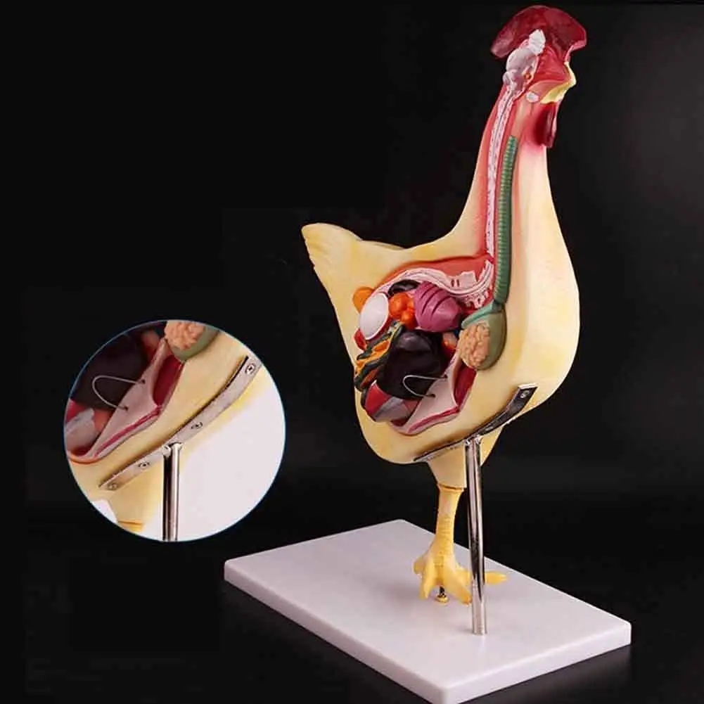 High Simulation Animal Internal Organ Anatomy Chicken Anatomy Model Detachable Biomedical Model Teaching Research Demonstration