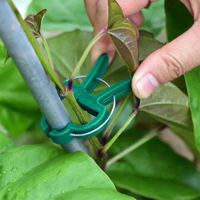 10/100 stücke Anlage Feste Clips Wiederverwendbare Garten Gewächshaus Halterung Garten Pflanzen Reben Klettern Klemme Blume Tomaten Unterstützung Verschluss – Detail 2