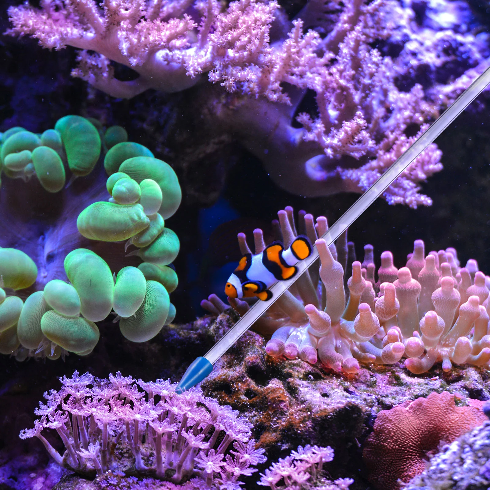 Coral Feeder Fish Tank Liquid Feeding Tool Glass Syringe Tube Acrylic for