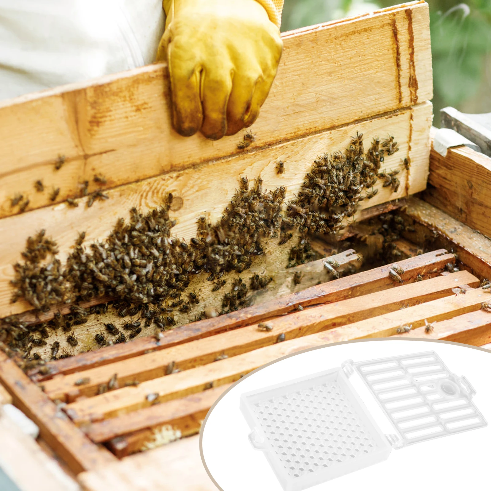 

Beekeeping Tools Rearing Cages Bee Breeding Cell Cultivation Hive White Equipment Plastic Durable Cage Bee Queen Tool Kit