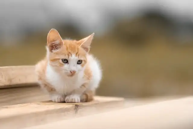 T-MOTOR F30 Brushle…