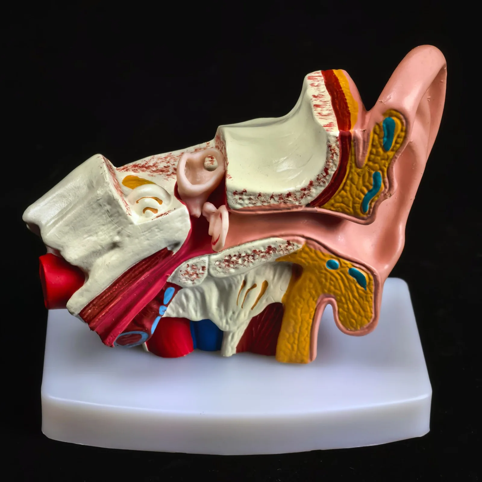 

PVC 1.5X Life Size Human Ear Anatomy Medical Model Non-removable On Base