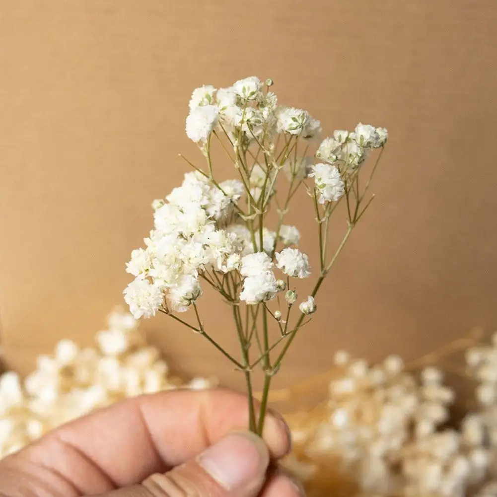 100 STKS Mini Gedroogde Gypsophila Bloem DIY Aromatherapie Valentijn Bruiloft Foto Prop Decor Home Decor Eeuwige Bloemen
