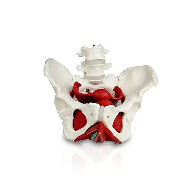 Female Pelvis Pelvic Floor Muscle Model Uterus Ovary Muscle Teaching Resources Educational Supplies Removable