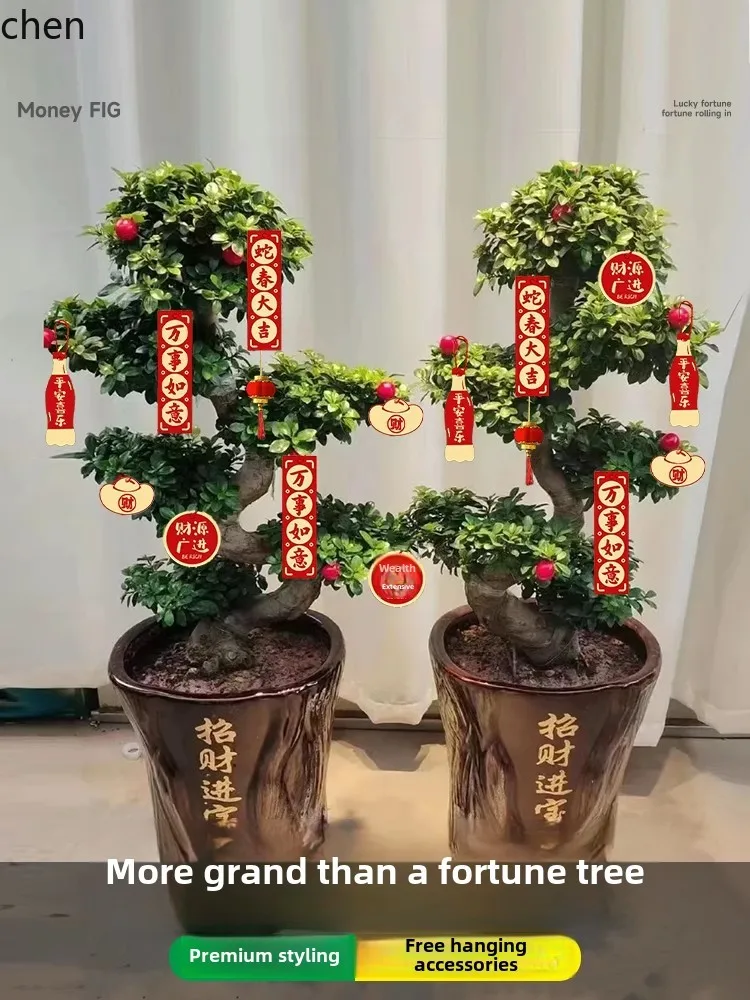 HT Money Ficus نبات بوعاء كبير بيت بونساي يتحرك منزلي جديد النمذجة النباتات الخضراء الراقية شجرة المال المحظوظة الكبيرة