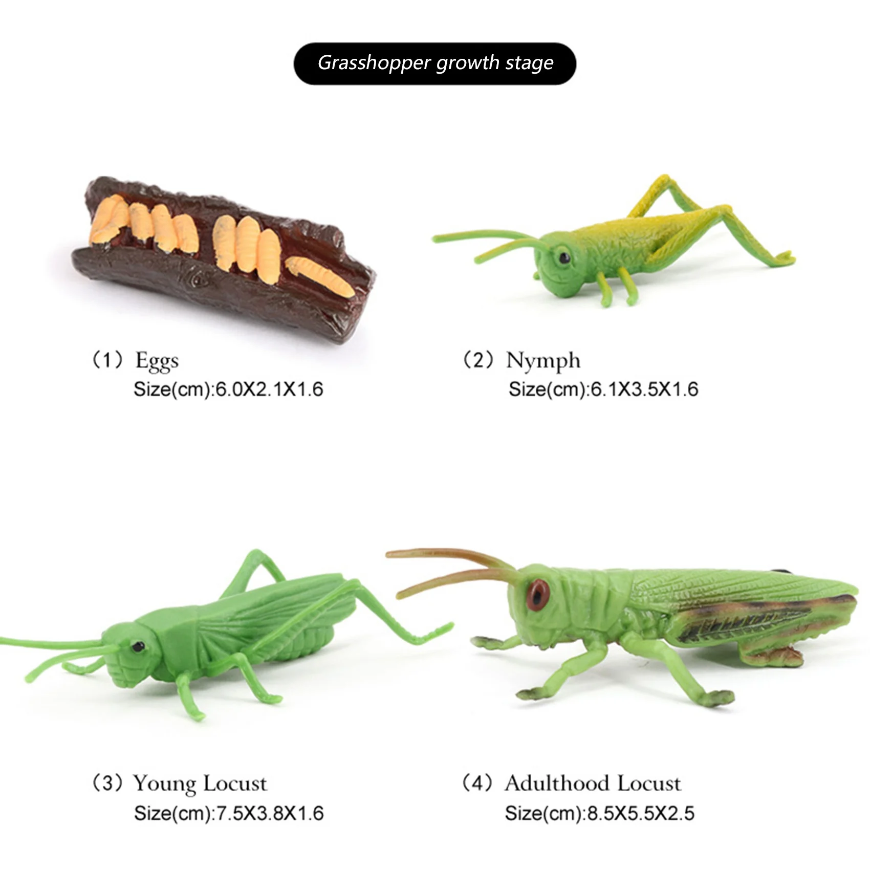 Simulatie Sprinkhaan Dierenlevenscyclus, Insectengroeicyclus Model Sprinkhaan Dieren Groeicyclus Model Educatief Kinderspeelgoed A