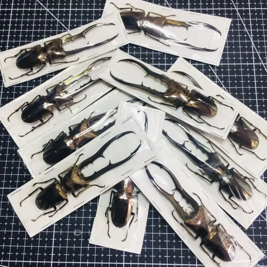 Cyclommatus Metallifer Finae настоящий образец насекомых A1 коллекция жуков 60-85 мм DIY панк материал насекомых домашний декор скульптура