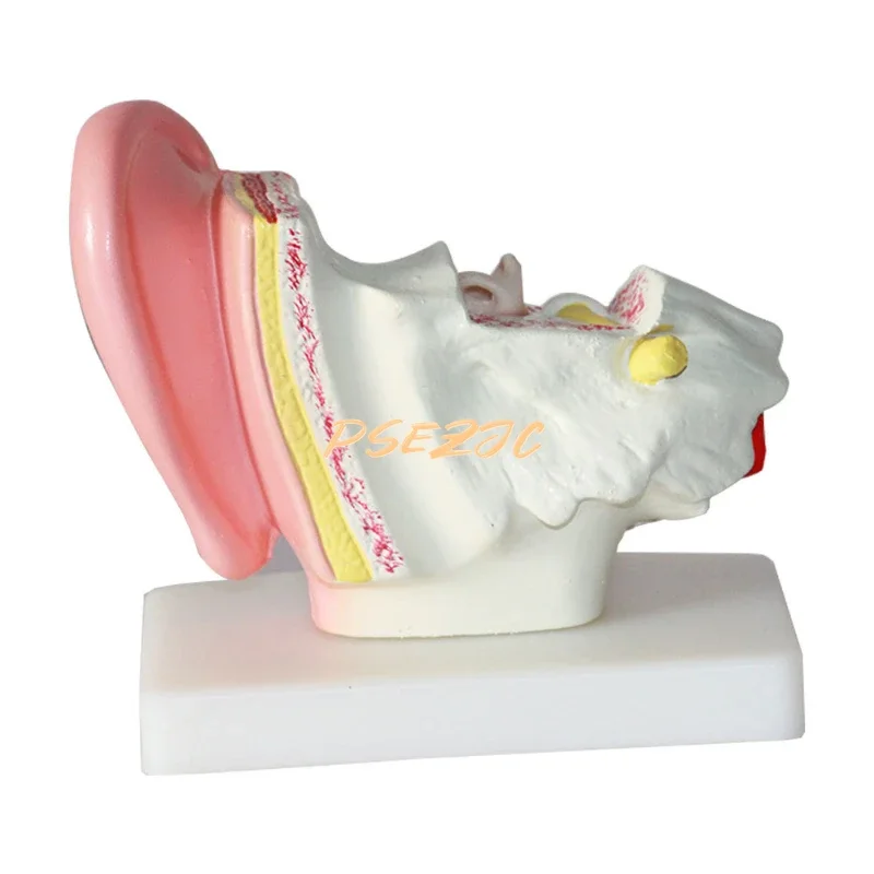 Medical Desktop Human Ear Anatomy Model 1.5 Times Inner Middle Auditory Teaching