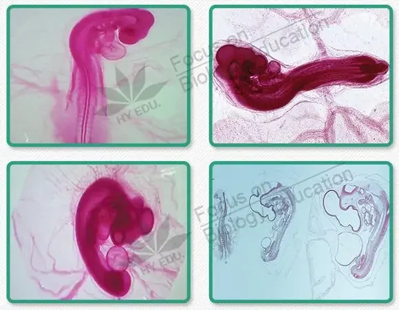 44PCS Embryological Specimen Slices 24/48/72/96 Hours 15 Varieties of Chicken Embryos Serial Section Microscope Slide