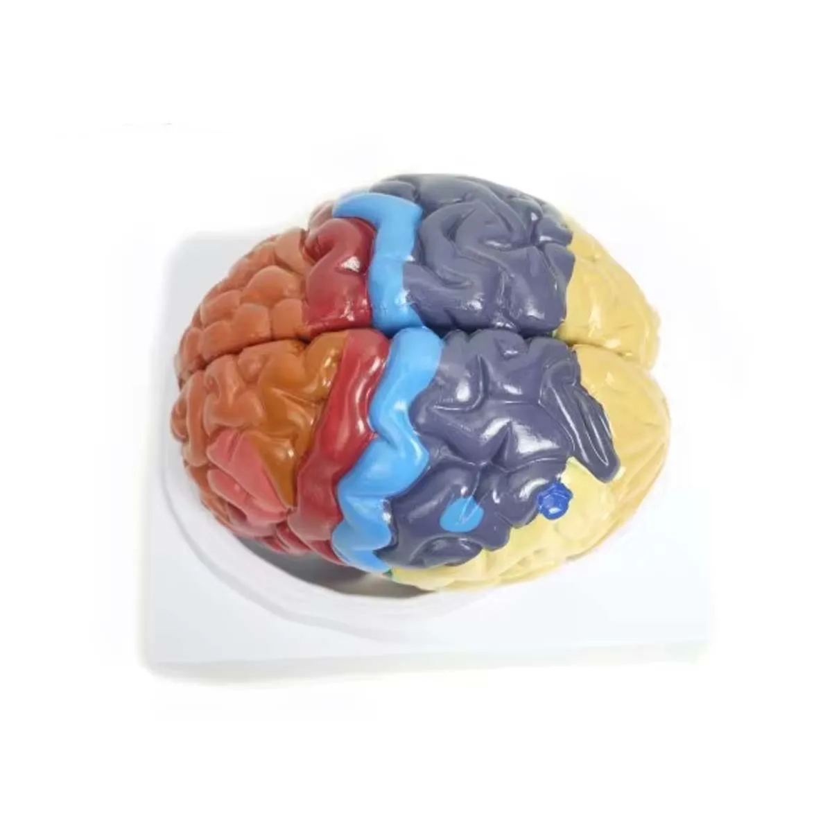 2 Parts Human Anatomical Brain Plastic Model