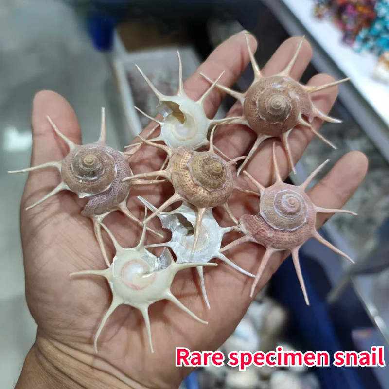 The Conch Natural Rare Specimen Fish Tank Aquarium Landscape Creation Creative Decoration Platform Photography Gift Specimen