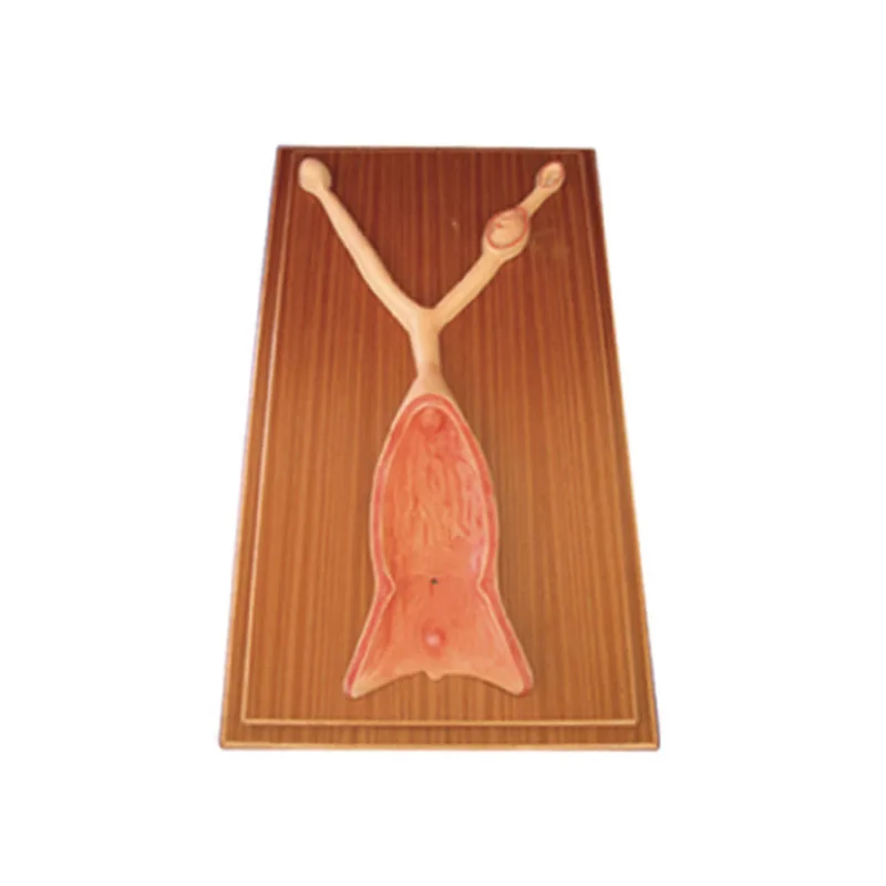 Canine Uterus Dissection Model, Dog Uterus Anatomical Model