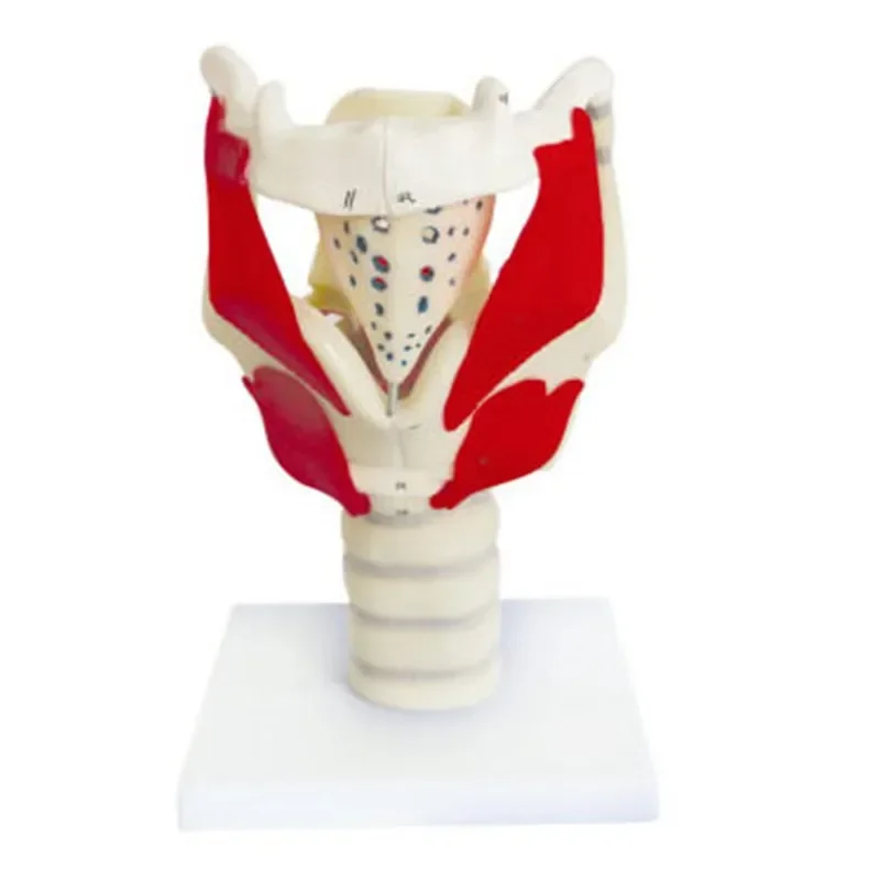 Hot Structure and Function of Larynx Model,Human Anatomical Larynx model