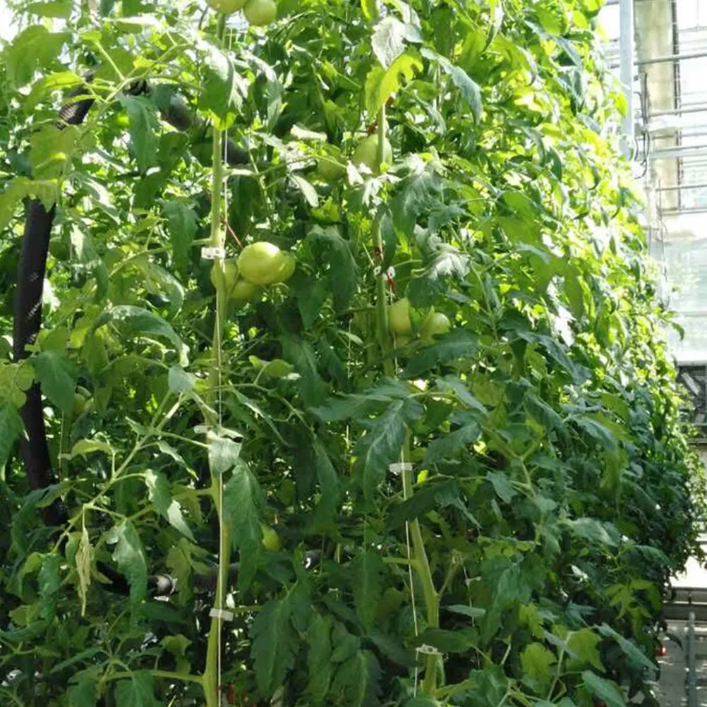 

2 set Tomato Cucumber Hooks 10M Plant Sling J Hooks Vine Clips Weather Resistant Gardening Tools Trellis Support Plant Cage