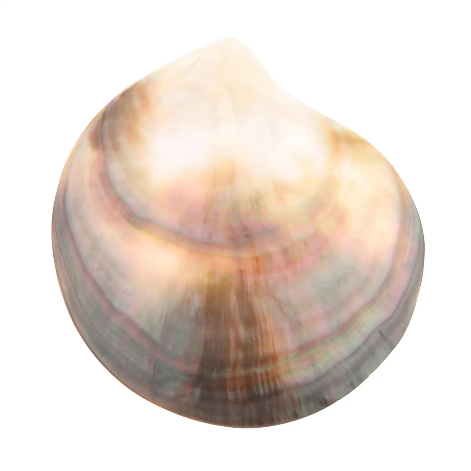 Natural Seashells Jewelry Making Beach Scallop Seasoning Tray Wedding Decor