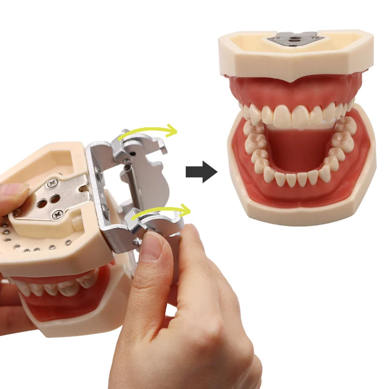Model zębów trening maska silikonowa szczęka Typodont Model 28 usuwalny ząb do nauki demonstracyjnej
