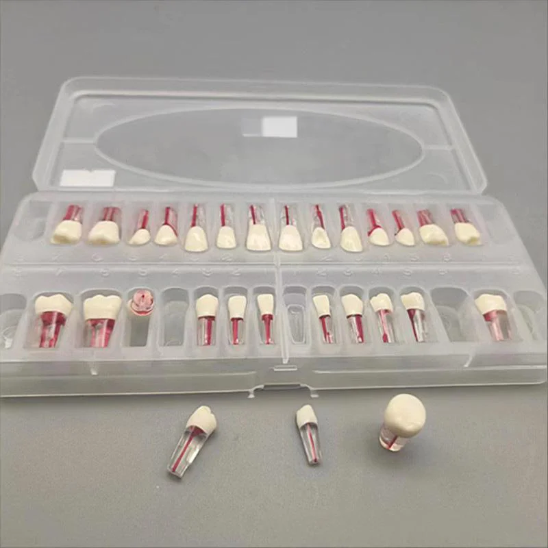 

Набор из 28 моделей зубов для отработки корневых каналов, исследований и эндоскопических тренировок