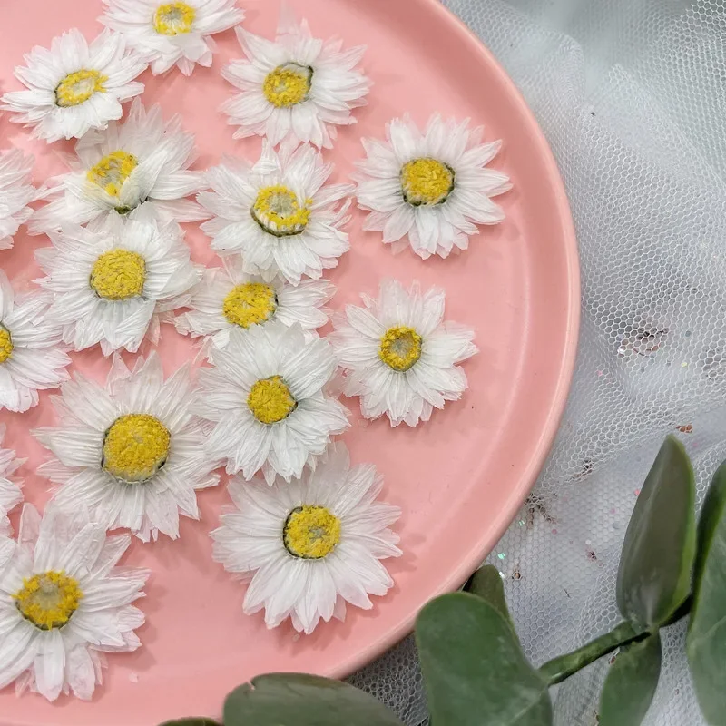 Pétales de fleurs de Murcia naturelles, véritable pot séché, artisanat de bricolage, cadeau de la Saint-Valentin, signet, étui de téléphone, décor de bougie parfumée, 24 pièces, 2-4cm