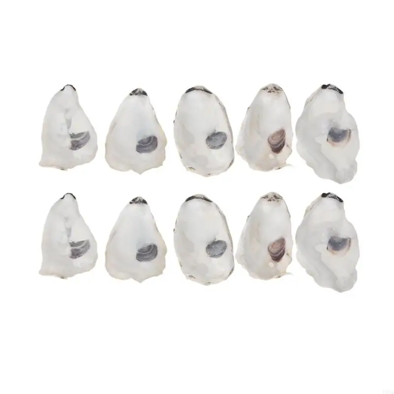 Concave Oysters Shell for Crafts Natural Oysters Shell Bulk for Vases Fillers 