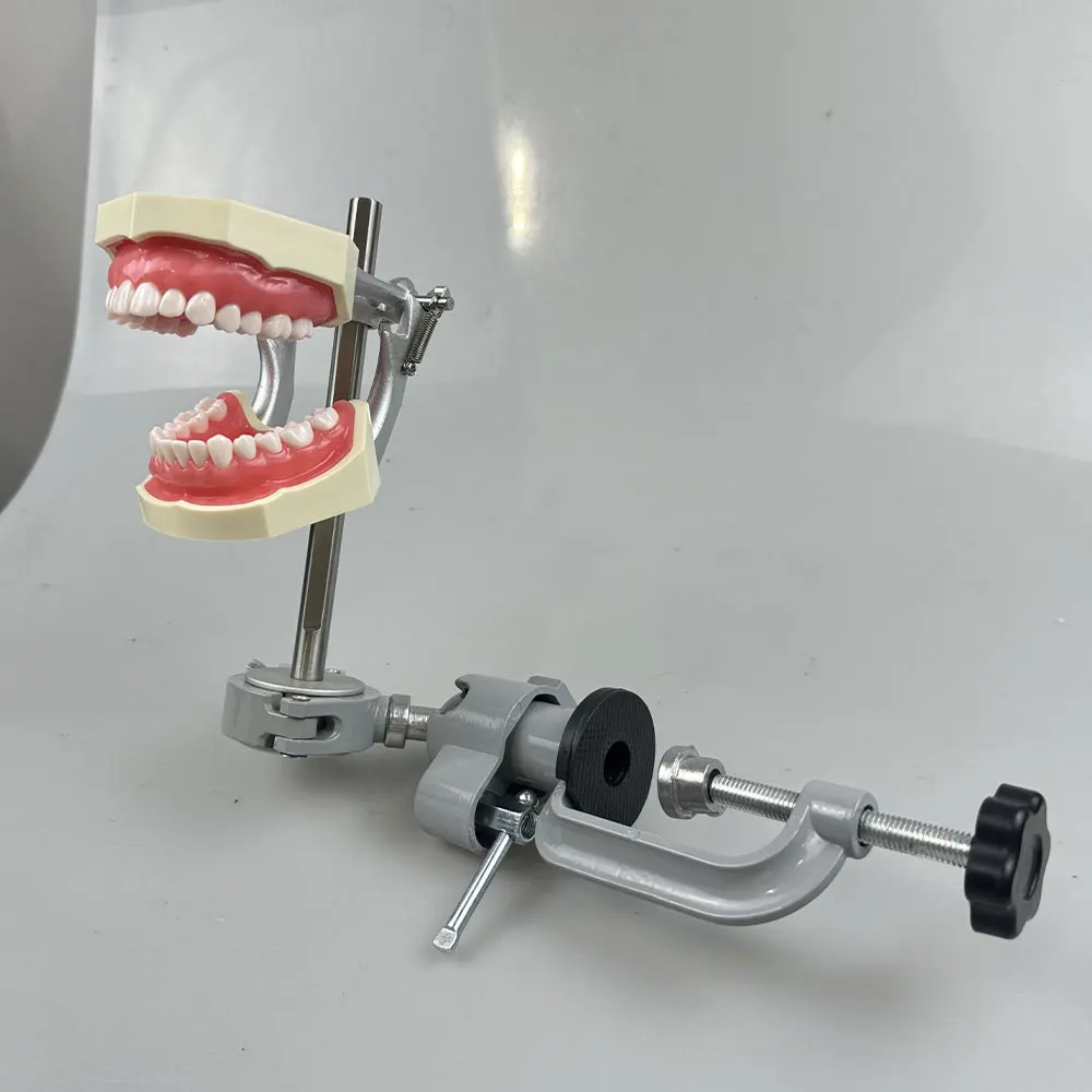 Dental Teeth Model Mounting Pole Typodont 360°Adjustable Fix on Desk for Dentoform  28/32pcs Teeth Replacement Training Models