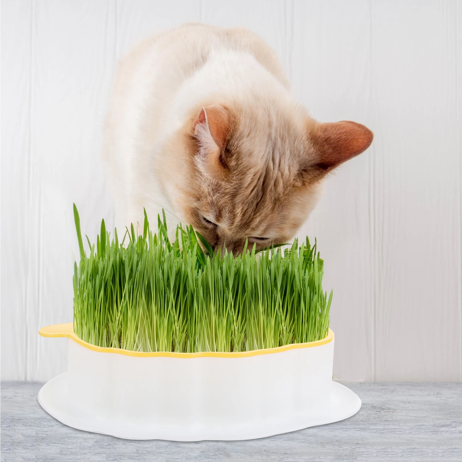 

Cat Grass Planter Box Hydroponic Catnip Planting Kit White Yellow Soilless Pet Planter Easy Practical Home Cat Toy