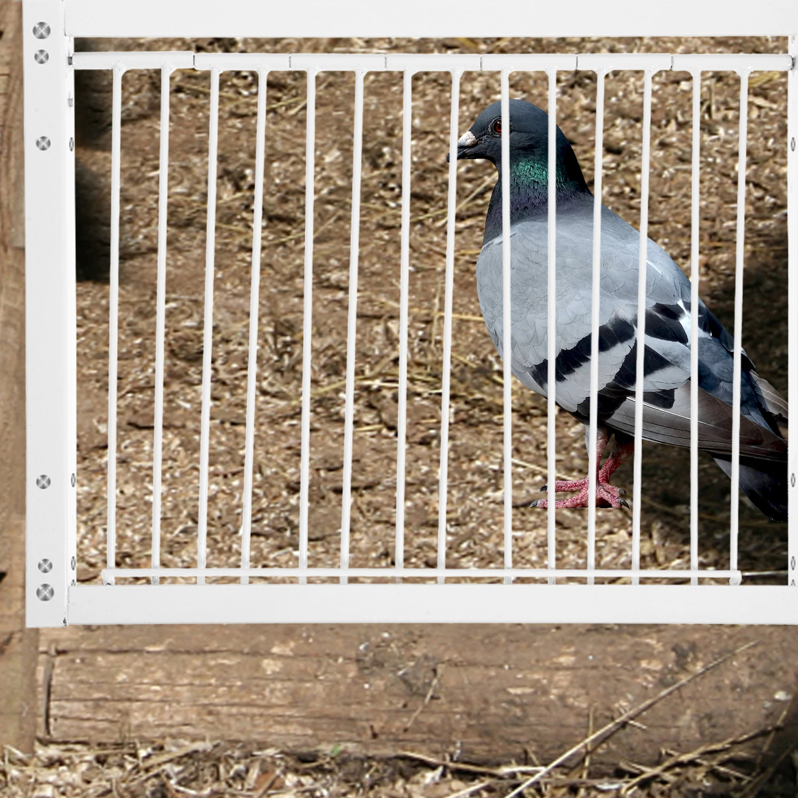 

Iron Pigeon Loft Door Bird House Racing Entrance Sturdy Easy Installation Cage Pet Door Pigeon Supplies