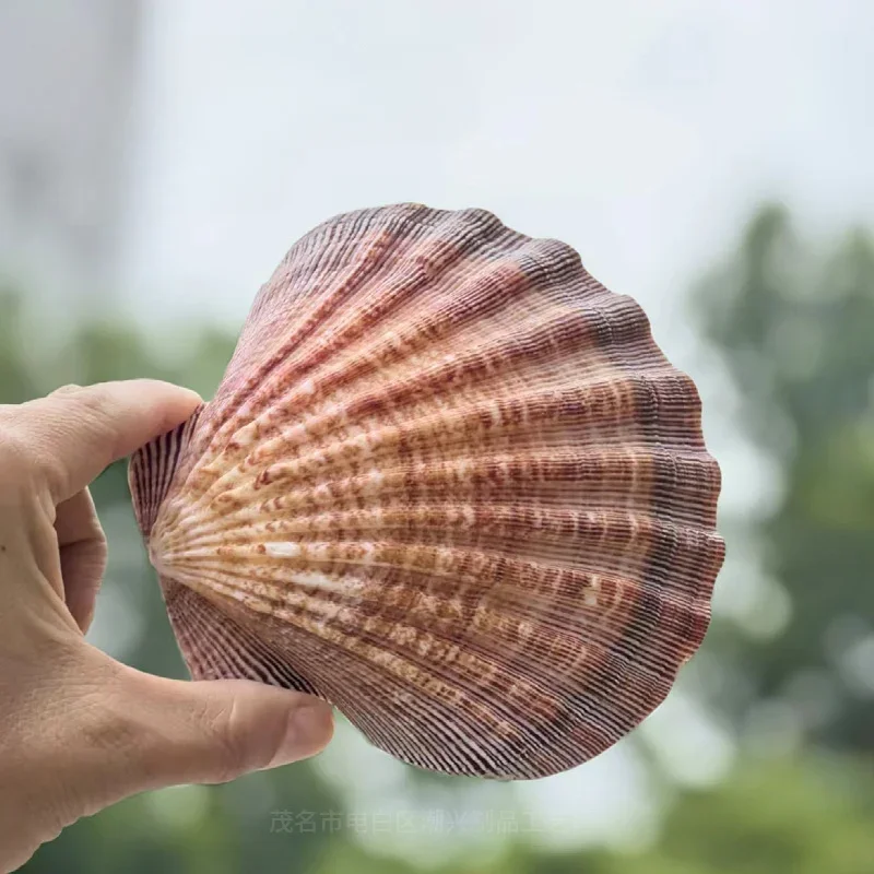 

2 Pcs Natural Lion Claw Shell Seashell Rare Sea Shells Home Decoration Accessories Aquarium Decoration Shell Decoration Crafts