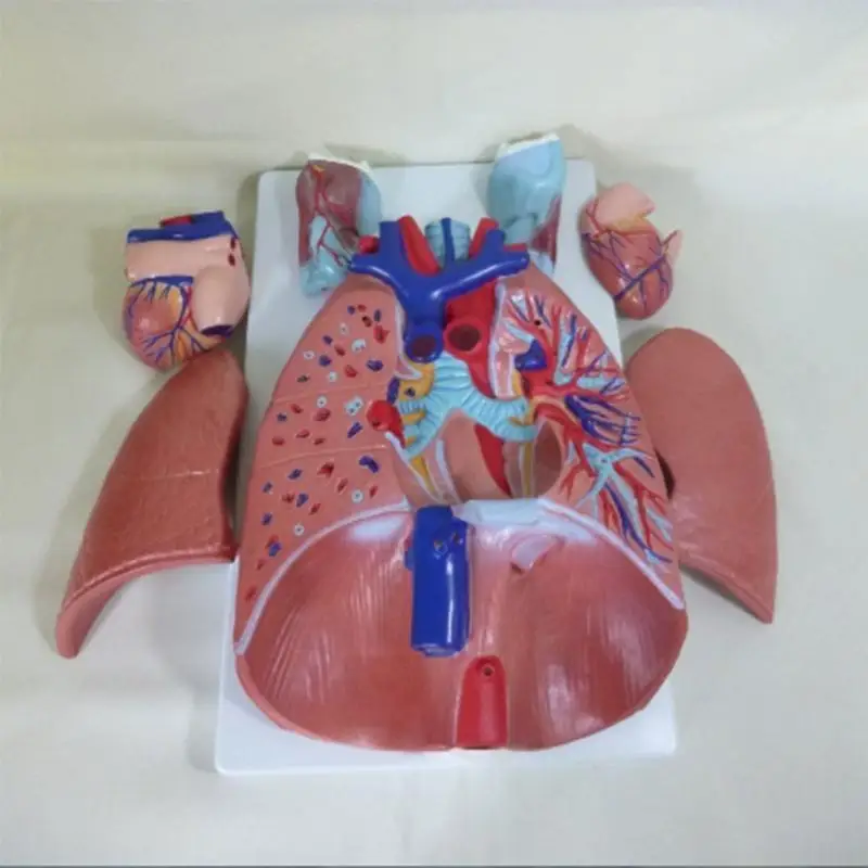 Respiratory System Cardiac Model Human Pulmonary Department Model Medical Model