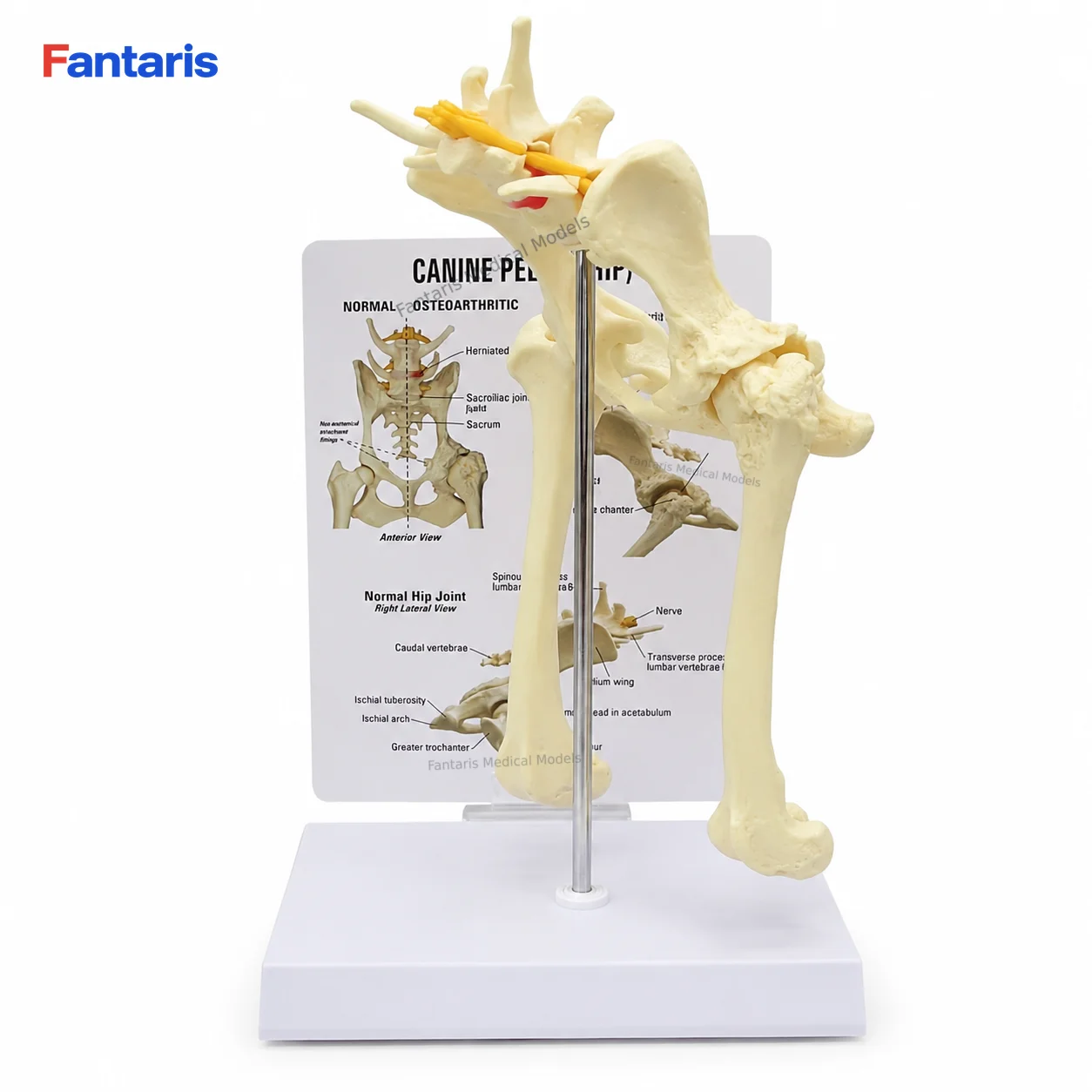 Fantaris Canine Pelvis Hip Joint Anatomy Model with Normal and Osteoarthritic Comparison Chart and Stand for Veterinary Teaching