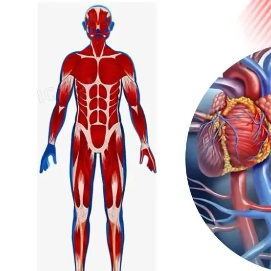 

HLKGO Профессиональное устройство для лазерной терапии 6x808 нм и 19*650 нм LLLT для облегчения боли в коленях, артрита, замороженных плеч и мышц